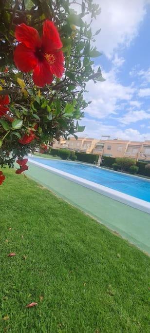 Bungalow Avec Piscine Torrevieja Buitenkant foto